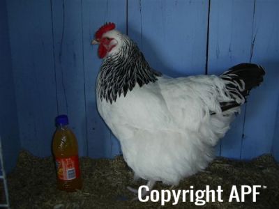 online_poultry_show_-_sussex_016.jpg