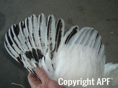online_poultry_show_-_sussex_019.jpg