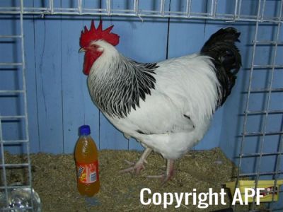 online_poultry_show_-_sussex_021.jpg