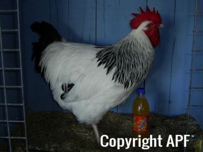 online_poultry_show_-_sussex_022.jpg