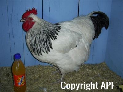online_poultry_show_-_sussex_030.jpg