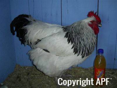 online_poultry_show_-_sussex_031.jpg