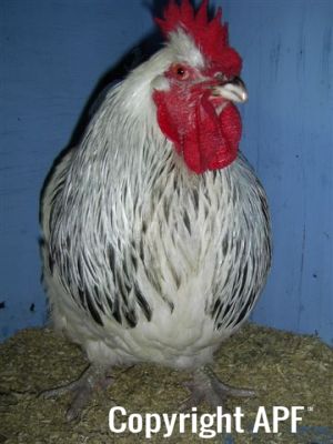 online_poultry_show_-_sussex_032.jpg