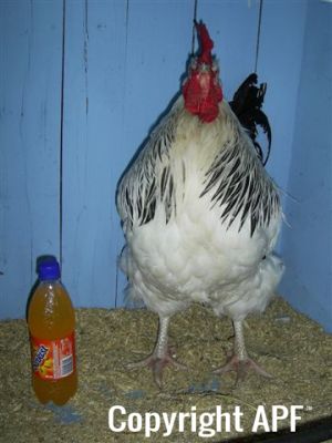 online_poultry_show_-_sussex_035.jpg