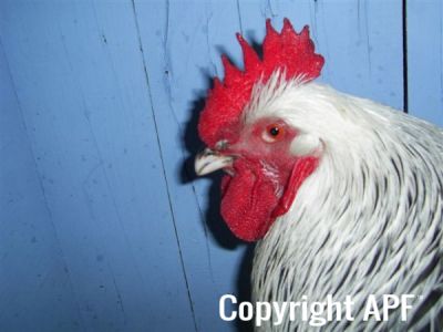 online_poultry_show_-_sussex_038.jpg
