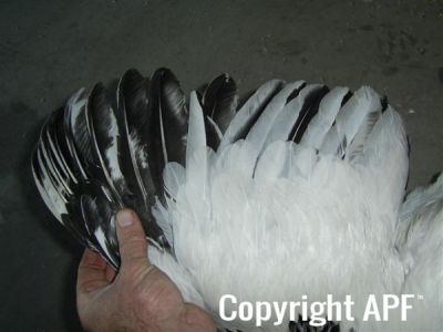 online_poultry_show_-_sussex_039.jpg