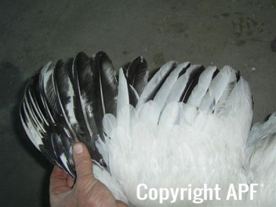 online_poultry_show_-_sussex_040.jpg
