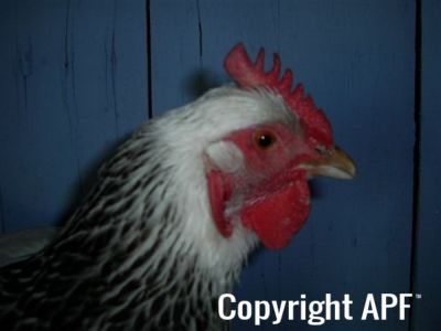online_poultry_show_-_sussex_041.jpg