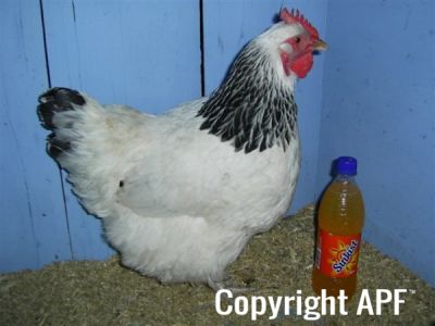 online_poultry_show_-_sussex_046.jpg