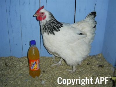 online_poultry_show_-_sussex_049.jpg