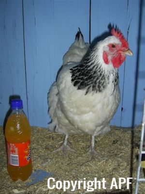 online_poultry_show_-_sussex_050.jpg