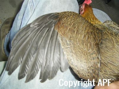 online_poultry_show_1_003.jpg