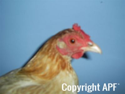 online_poultry_show_1_005.jpg