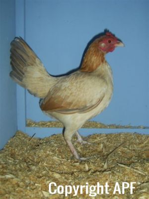 online_poultry_show_1_006.jpg