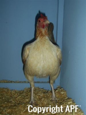 online_poultry_show_1_008.jpg