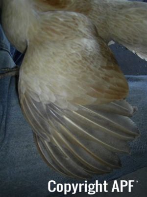 online_poultry_show_1_009.jpg