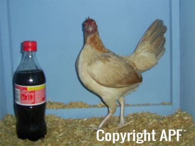 online_poultry_show_1_010.jpg