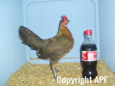 online_poultry_show_1_011.jpg