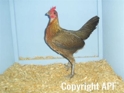 online_poultry_show_1_012.jpg