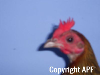 online_poultry_show_1_013.jpg