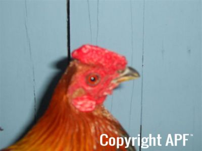 online_poultry_show_1_015__2_.jpg