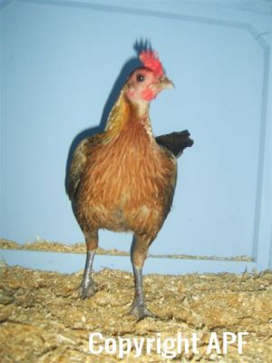 online_poultry_show_1_016.jpg