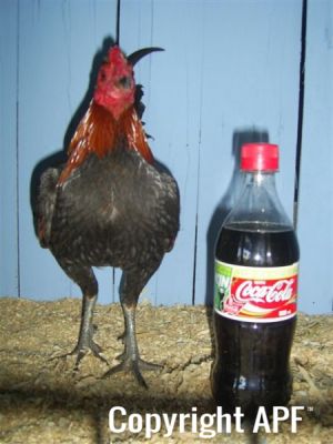 online_poultry_show_1_018__2_.jpg