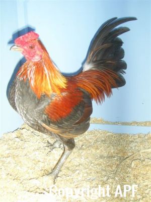 online_poultry_show_1_020__2_.jpg
