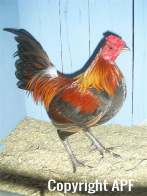 online_poultry_show_1_023__2_.jpg