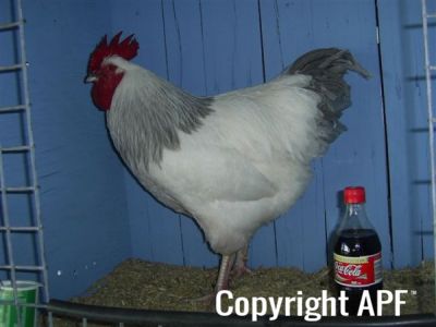 online_poultry_show_1_031.jpg