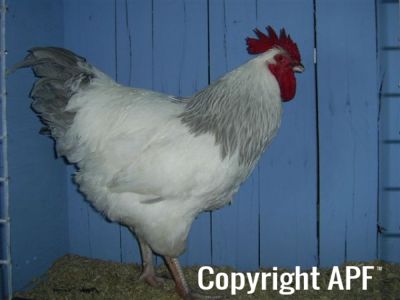 online_poultry_show_1_032.jpg