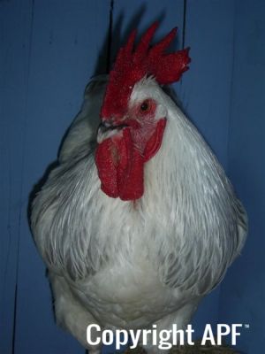 online_poultry_show_1_034.jpg