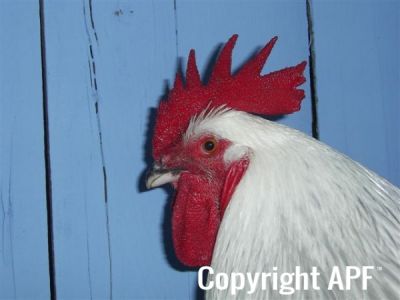 online_poultry_show_1_036.jpg