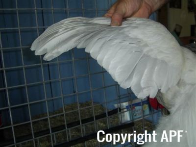 online_poultry_show_1_041.jpg