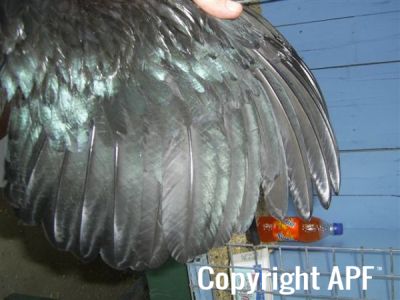 online_poultry_show_2_008.jpg