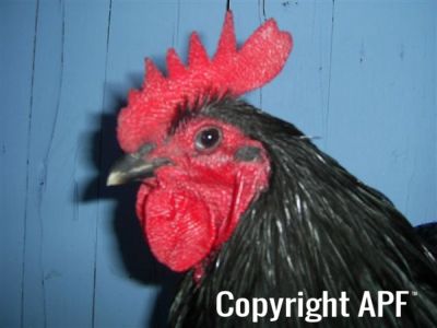 online_poultry_show_2_009.jpg