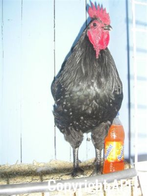online_poultry_show_2_010.jpg