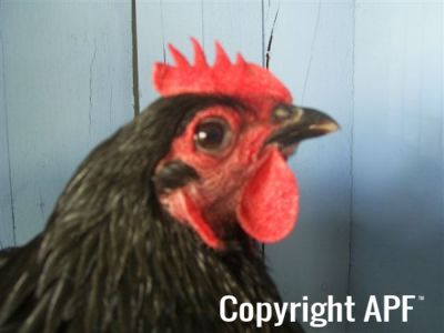 online_poultry_show_2_021__3_.jpg