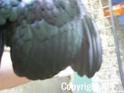 online_poultry_show_2_022__3_.jpg