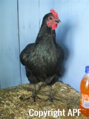 online_poultry_show_2_023__3_.jpg
