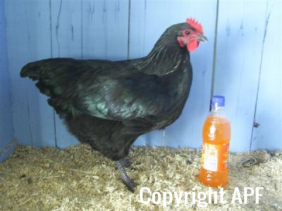 online_poultry_show_2_024__3_.jpg