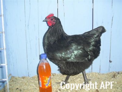 online_poultry_show_2_025__3_.jpg