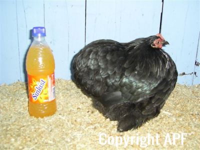 online_poultry_show_3_015.jpg
