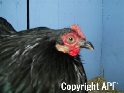 online_poultry_show_3_040.jpg