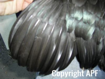 online_poultry_show_3_042.jpg