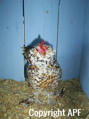 online_poultry_show_3_045.jpg