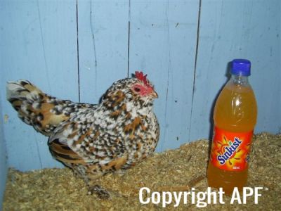 online_poultry_show_3_046.jpg