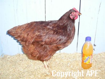 online_poultry_show_3_047.jpg