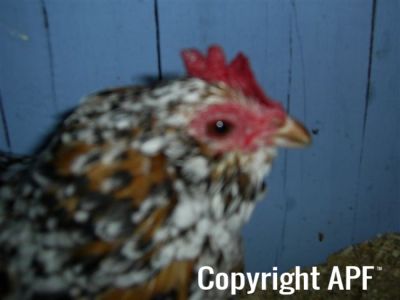 online_poultry_show_3_048.jpg