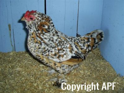 online_poultry_show_3_049.jpg